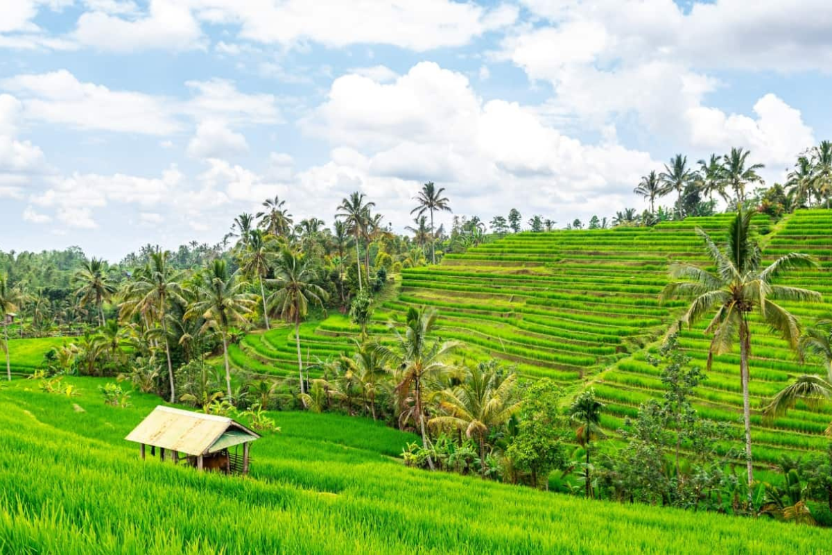 Jatiluwih rice terraces